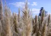 SAFLAX - Americká pampová tráva - Cortaderia selloana - 200 Náhľad obrázku produktu 4