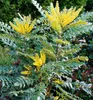 Mahonie 'WINTER SUN' 60-70 cm, Cont. 2,5 l Produktbild-Vorschau 1