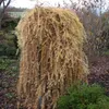 Japanische Lärche ´BORING WEEPER´ auf Stamm 120 cm, Cont. Produktbild-Vorschau 5