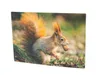 3 D Ansichtskarte Eichhörnchen, Postkarte Wackelkarte Produktbild-Vorschau 1