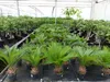Cycas Revoluta 60 cm Palmfarn Sagopalme Palme, innen + Produktbild-Vorschau 3
