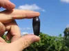 Vitis vinifera Souvenir Weinrebe Weintraube dunkelblau Produktbild-Vorschau 2