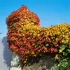 Parthenocissus tricuspidata 'Veitchii', Wilder Wein, 40–60 Produktbild-Vorschau 11