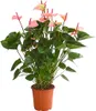 Dehner Große Flamingoblume, Anthurium andreanum, Produktbild-Vorschau 1