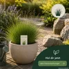 Horstrotschwingel festuca rubra commutata 1kg Produktbild-Vorschau 5