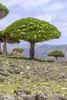 Sokotra Drachenblutbaum (Dracaena cinnabari)  - 1 Samen Produktbild-Vorschau 3