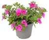 Zauberglöckchen - Minihängepetunie - Calibrachoa - 12cm Produktbild-Vorschau 2