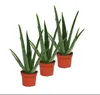 3er Set - Aloe vera - ca. 2 Jahre alt - 10,5cm Topf Produktbild-Vorschau 2