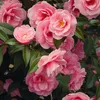 A close-up view of several pink camellia flowers with green leaves. Produktbild-Vorschau