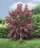 Weigelie Bristol Ruby 100-150 cm, im Topf - Weigela Produktbild-Vorschau 10