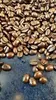 Caffè Quarta Stuoia gemahlenen Kaffee Pakete 1 kg Produktbild-Vorschau 2