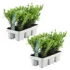Plants by Frank | 12 Stechpalme Pflanzen | Ilex Crenata Produktbild-Vorschau 1