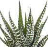 Mix di piante grasse e cactus: 15 piante Ø 5,5 cm in vaso Anteprima dell’immagine prodotto 10