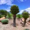 Exotická semena - Yucca Carnerosana - balení 5 ks - Náhled obrázku produktu 4