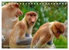 Nasenaffen von Borneo (Tischkalender 2027 DIN A5 quer), Produktbild-Vorschau 4