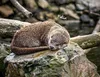 Otter Kalender 2027 Wandkalender Eintragkalender Produktbild-Vorschau 14