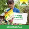 Neudorff KirschmadenFalle - 7 insektizidfreie Leimfallen - Produktbild-Vorschau 6