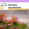 SAFLAX - Rosnatka okrouhlolistá - Drosera rotundifolia - 50 Náhled obrázku produktu 11