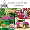 Blumensamen Balkonkasten Mischung - Farbenfrohe Blumen mit Produktbild-Vorschau 2