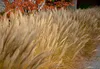 Stauden Gänge 3 x Miscanthus sinensis 'Adagio' im 1 Liter Produktbild-Vorschau 6