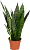 Sansevieria Black Coral - Schwiegermutterzunge - Bogenhanf Produktbild-Vorschau 1