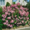 Syringa microphylla 'Superba', Zwergflieder, rosa Blüten, Produktbild-Vorschau 10