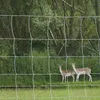 Two deer stand in a grassy field behind a wire fence, with trees in the background. Produktbild-Vorschau