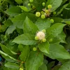A close-up view of a plant with green leaves and white flowers with green buds. Produktbild-Vorschau