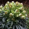 6 piante di *Helleborus foetidus* (Nieswurz), coltivate in Anteprima dell’immagine prodotto 1