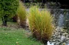 Stauden Gänge 5 x Miscanthus sinensis 'Strictus' im 1 Liter Produktbild-Vorschau 3