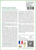 SAFLAX  - Bambou géant épineux - 50 graines - Dendrocalamus Voir les images du produit 3
