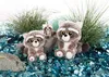 Three plush raccoon toys of different sizes are arranged in a decorative setting with blue glass beads and green grass. The largest raccoon is in the foreground on the right, a medium-sized one is in the foreground on the left, and a small one is in the mi Produktbild-Vorschau