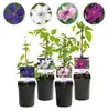 Green boutiQ - Plante grimpante - Clématite Rainbow - Voir les images du produit 1