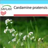 SAFLAX Darčeková sada - lúčna pena - Cardamine pratensis - Náhľad obrázku produktu 10