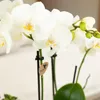 Kolibri Orchids weiße Phalaenopsis-Orchidee Amabilis Produktbild-Vorschau 6