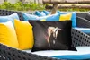 MuchoWow® Outdoor Kissen - Pferde - Halfter - Schwarz - Produktbild-Vorschau 4