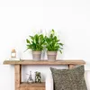 Bloomique - Spathiphyllum Torelli - Friedenslilie - Produktbild-Vorschau 4