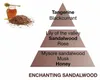 Catalytic Lamp Refill Enchanting Sandalwood (Lampe Voir les images du produit 5