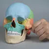 Modello cranico per osteopatia Erler, 22 pezzi, magnetico, Anteprima dell’immagine prodotto 7