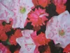 Lorbeerrose - Berglorbeer Raspberry Glow - Kalmia latifolia Produktbild-Vorschau 1