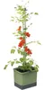 Gusta Garden Tom Tomato, Topfpflanzer, Freistehend, Produktbild-Vorschau 2