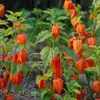 Bloomique - Zestaw 3 szt. - Physalis Alkekengi Franchetii - Podgląd zdjęcia produktu 2