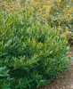 Prunus laurocerasus 'Otto Luyken', Kirschlorbeer, Produktbild-Vorschau 6