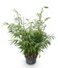 Bambù Fargesia robusta Pingwu, non invasivo, sempreverde, Anteprima dell’immagine prodotto 3