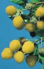 Himbeeren 4-Sorten Kombination 2 x rote - 1 x gelbe und 1 x Produktbild-Vorschau 3