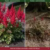 Stauden Gänge 3 x Astilbe arendsii 'Astary Red' im 0,5 Produktbild-Vorschau 3