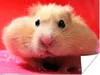 MuchoWow® Poster Nahaufnahme Hamster 160x120 cm - Foto Produktbild-Vorschau 1