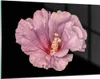 Bilder auf glas - Einteilig - Hibiskus Blume Rosa - Produktbild-Vorschau 1