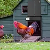 A rooster and hen in front of a chicken coop with an automatic door opener. Produktbild-Vorschau