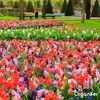 Lavamehl aus Eifeler Urgestein (20 kg - Für 200 m2)- Produktbild-Vorschau 6